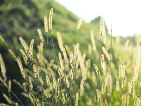 grass-img